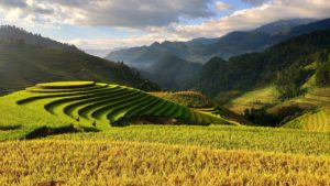 agriculture, vietnam, terraces-3732476.jpg