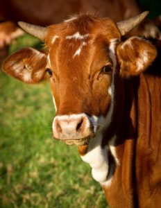 cow, animal, livestock-425164.jpg