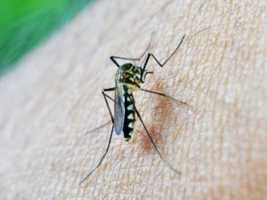 mosquito, bite, decease-213806.jpg